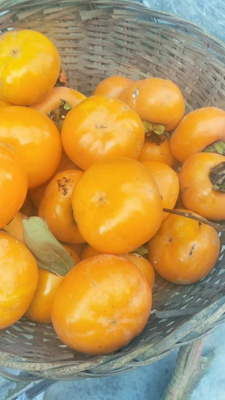 今年的柿子为毛这样大