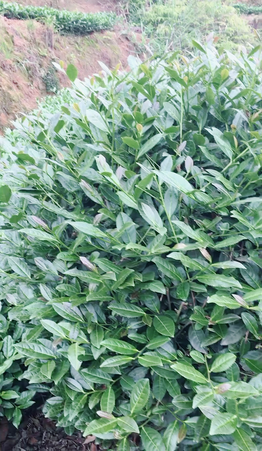 红7815铁观音母树,50年树龄了