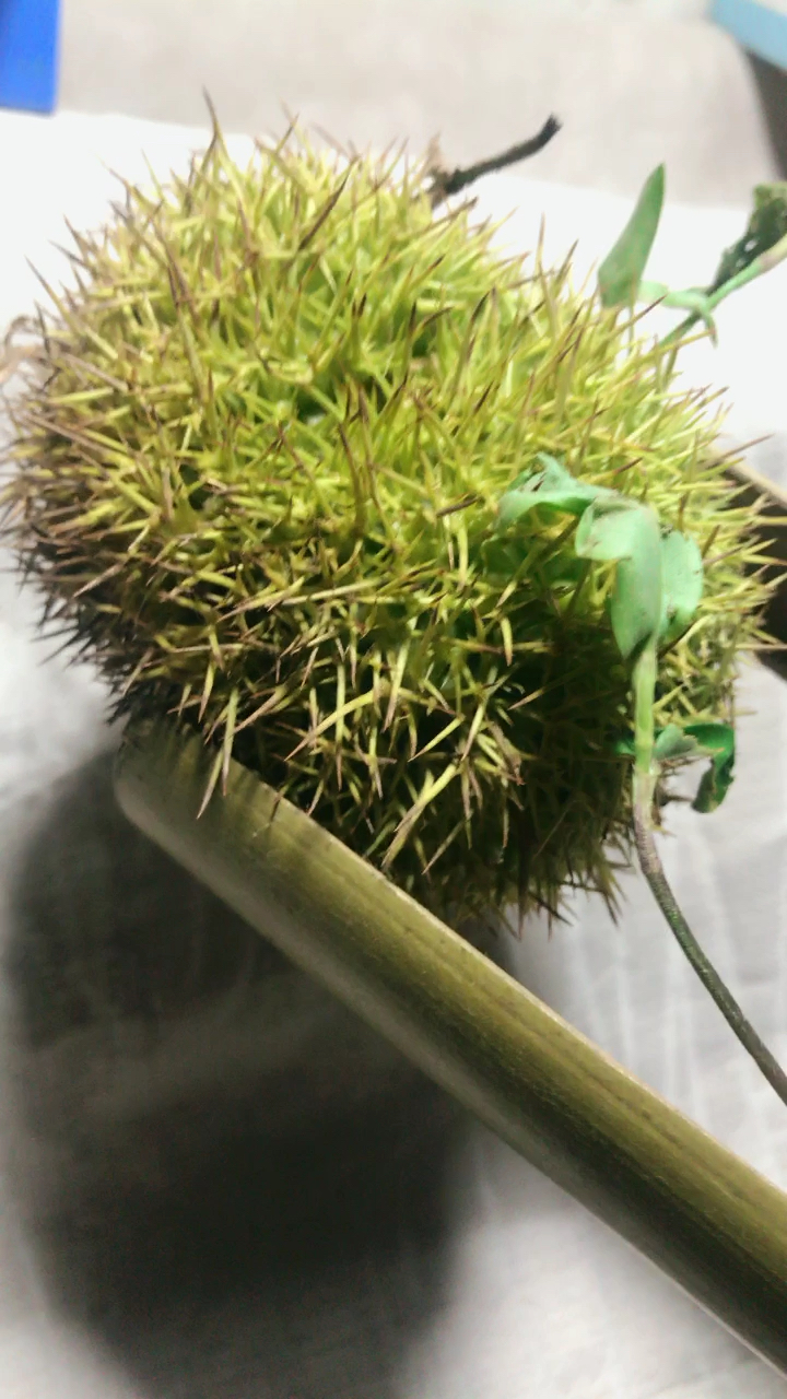 板栗96的外壳,刺团团