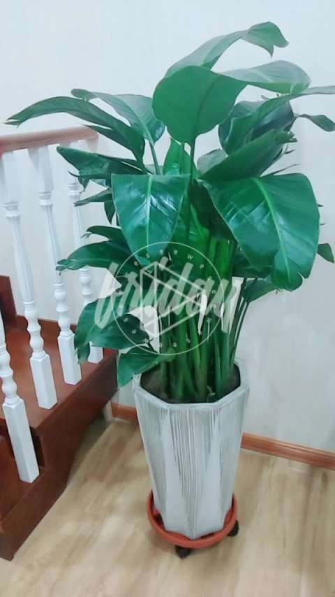 实木楼梯vs报喜鸟绿植,美美哒