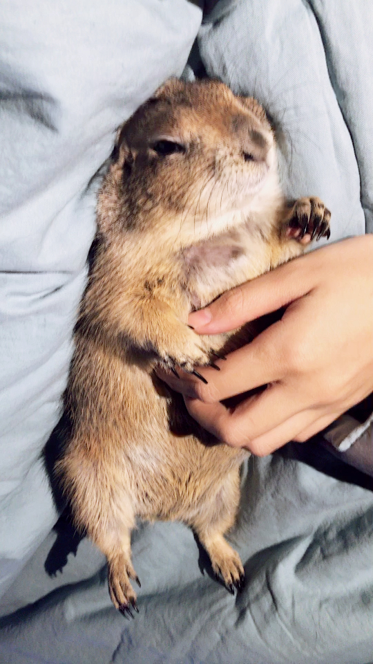 每天都要耍赖和我一被窝睡觉的土拨鼠