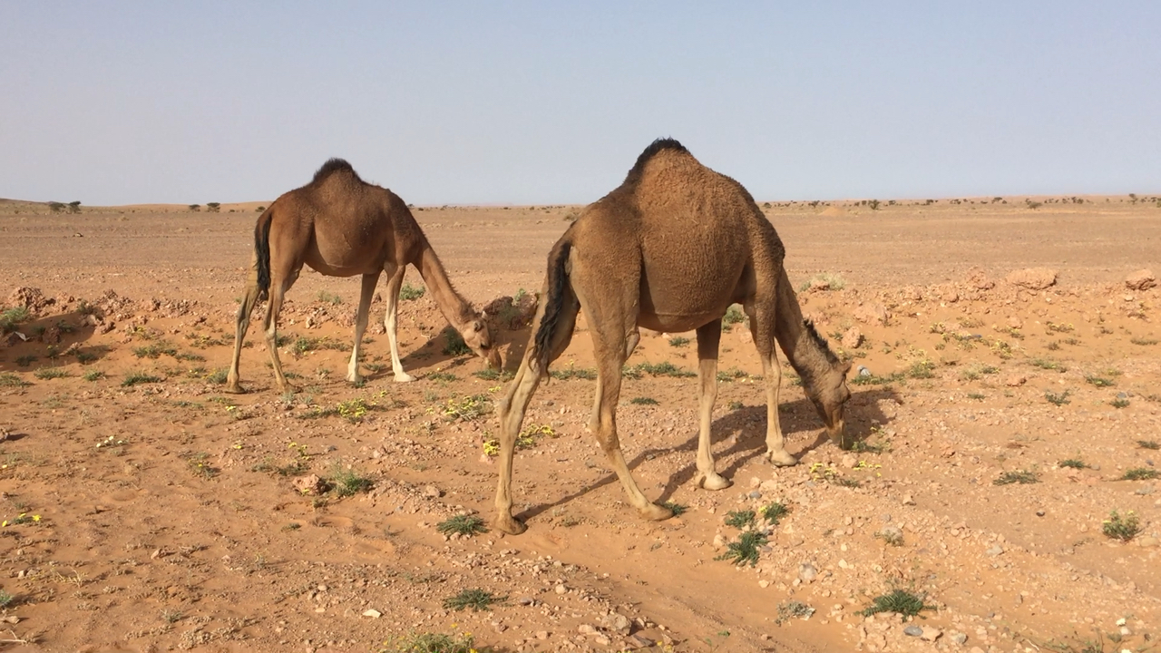 在撒哈拉遇到的单峰野骆驼!