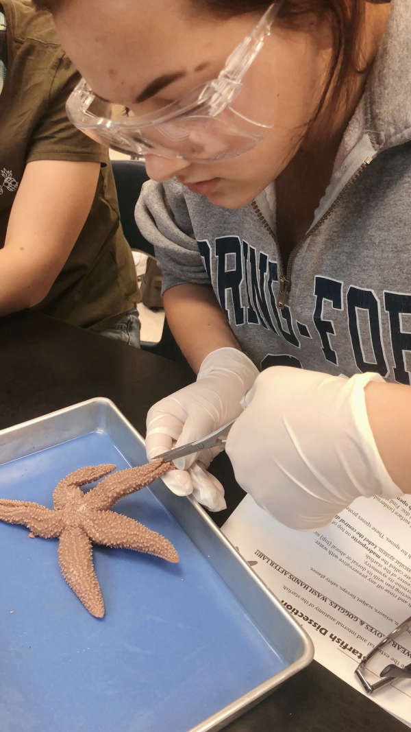 生物课解剖海星 海星好无辜 @经纪人小微