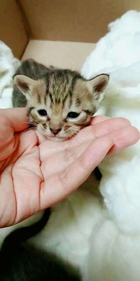 捡了四只小可怜儿,好小好小只