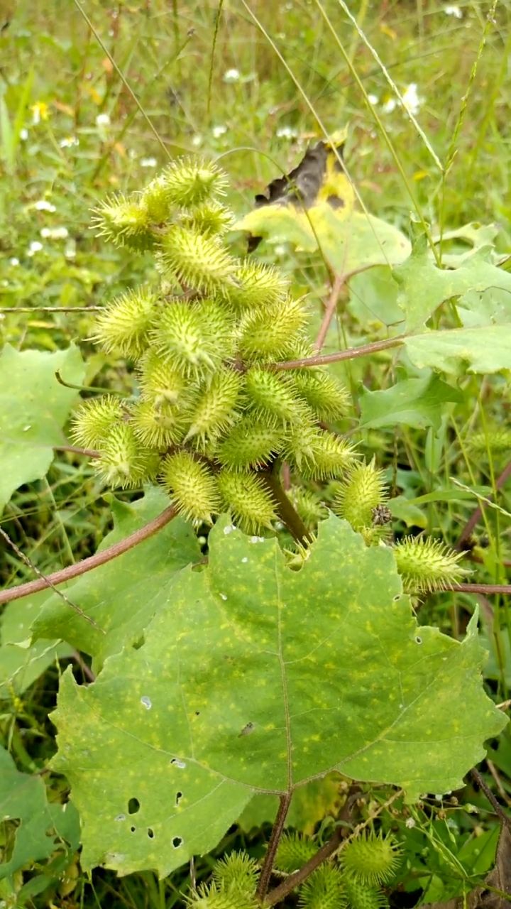 带你认识中草药:苍耳子,有散风寒,通鼻窍,祛风湿,止痛的功效.