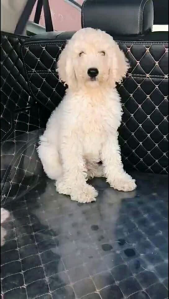 三个月白巨贵公一个