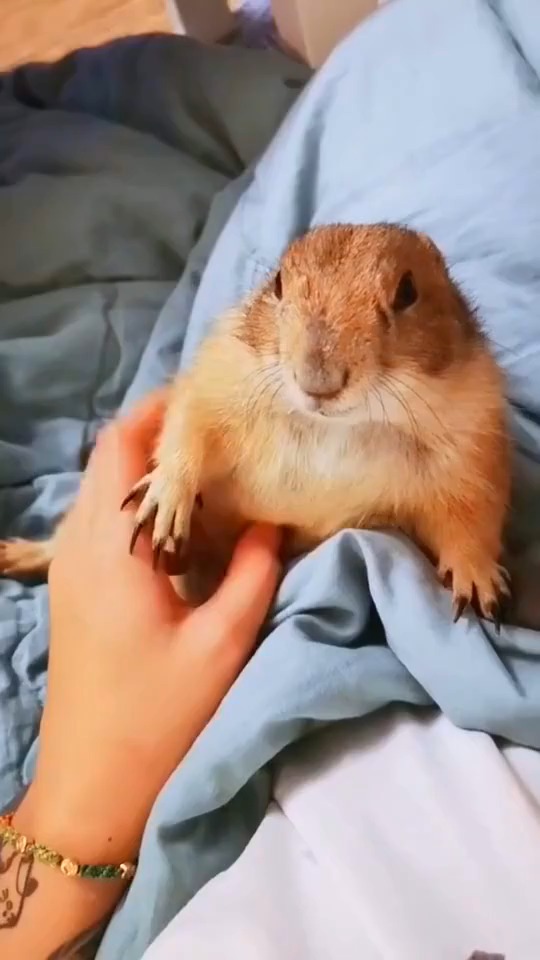 小姐姐对土拨鼠表白!土拨鼠竟是这个反应!网友:冲我来