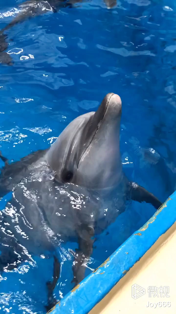 给大家介绍一下海豚98和白鲸的区别