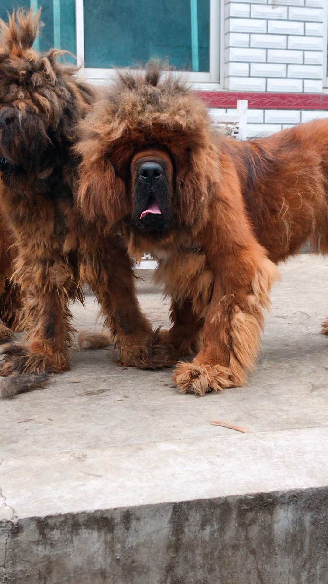 藏獒长这么大嘴 你不怕吗