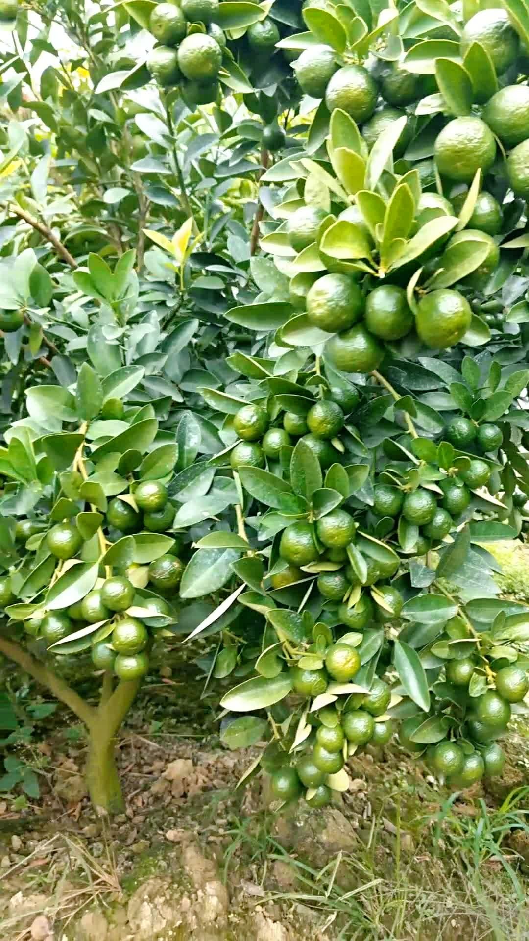 海南青柠檬  也称公孙桔  四季常青结果  奶茶店用的调料就是它了