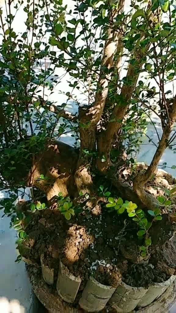 三闲居的刺楠即将远嫁长沙城!