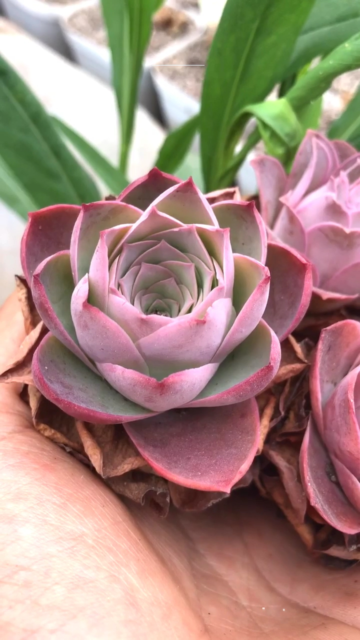 国宝级濒危品种黄金帕尔马玫瑰!