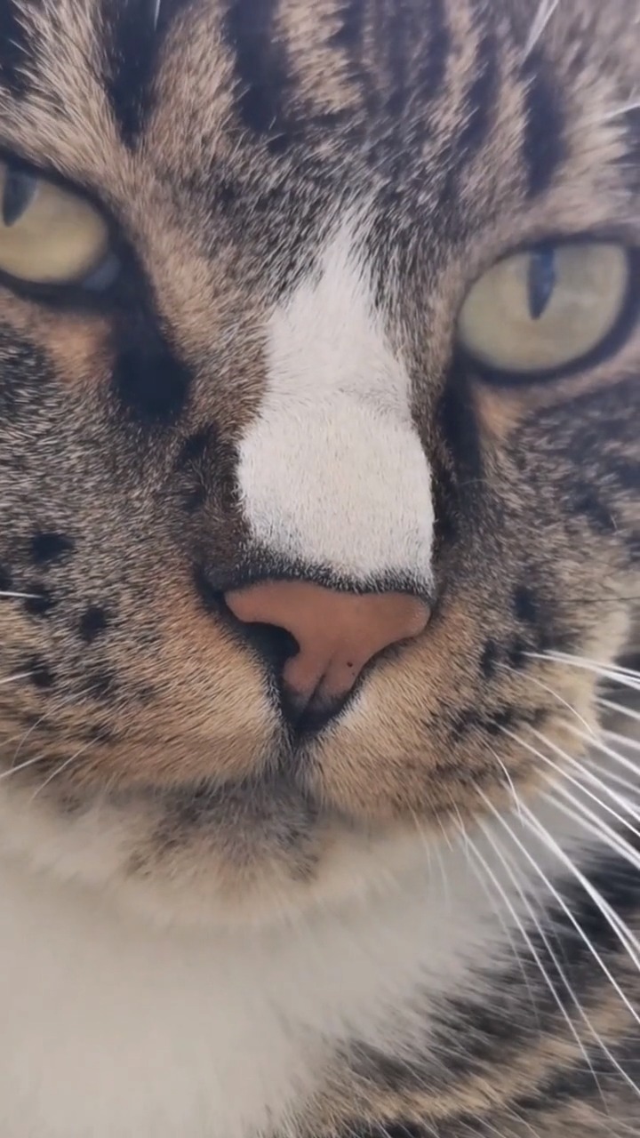 瞧瞧我家猫大哥不屑的眼神!