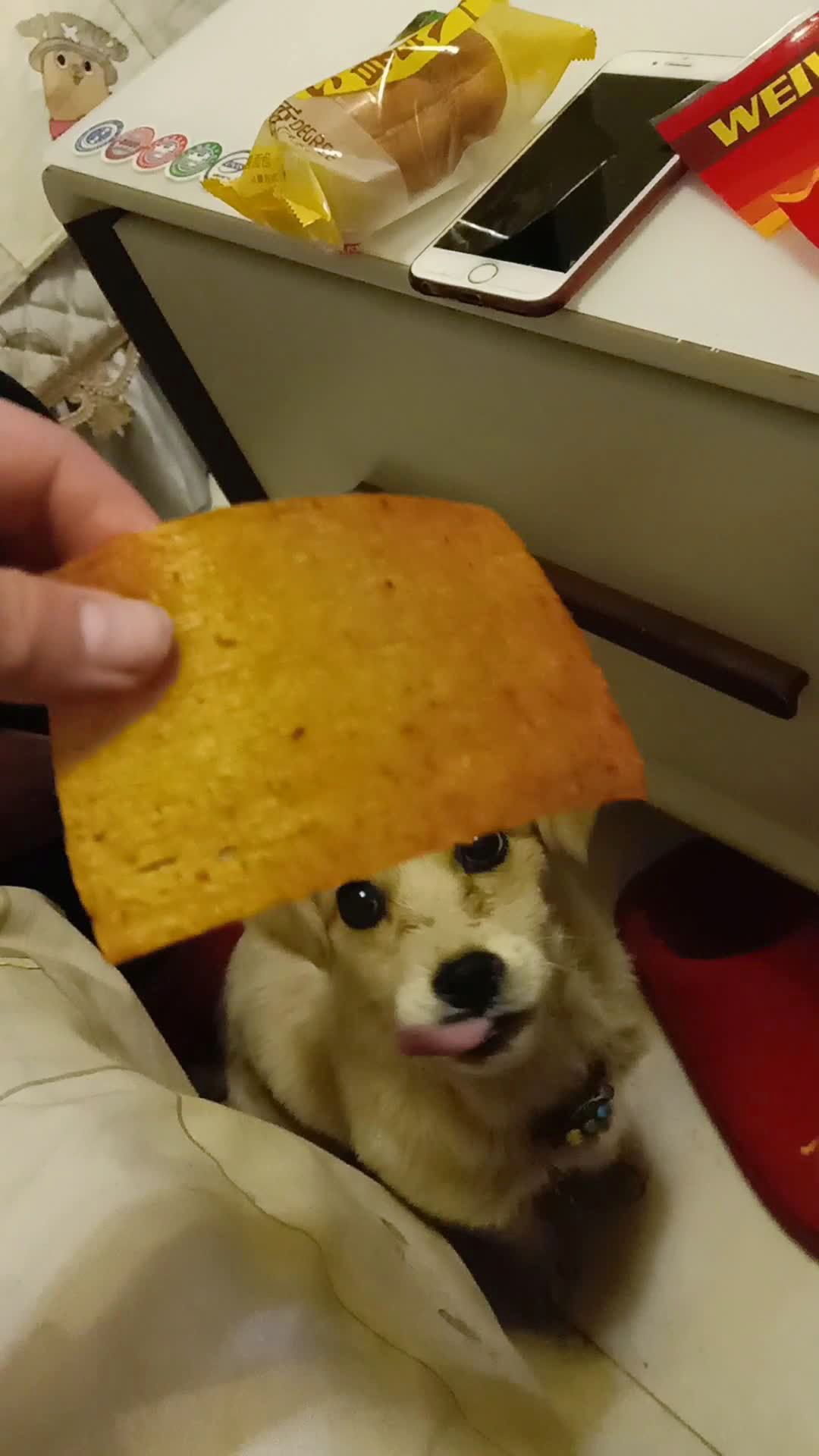 我家的狗子吃辣条9797