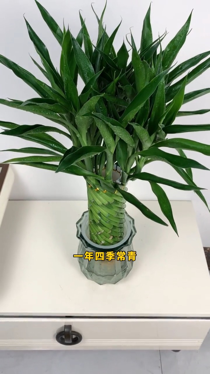 招财竹也叫转运竹 ,能带来好运,美化环境净化空气