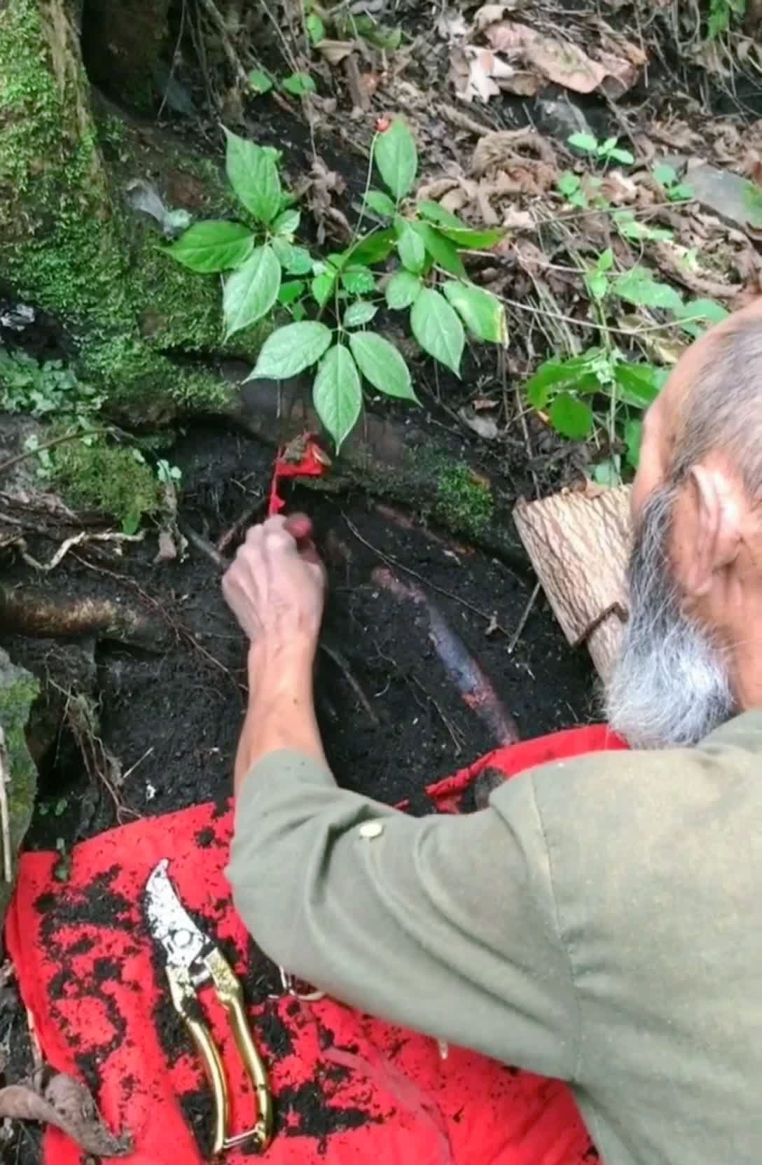 爷爷专业挖野山参几十年,喜欢人参的朋友留下你的78157815