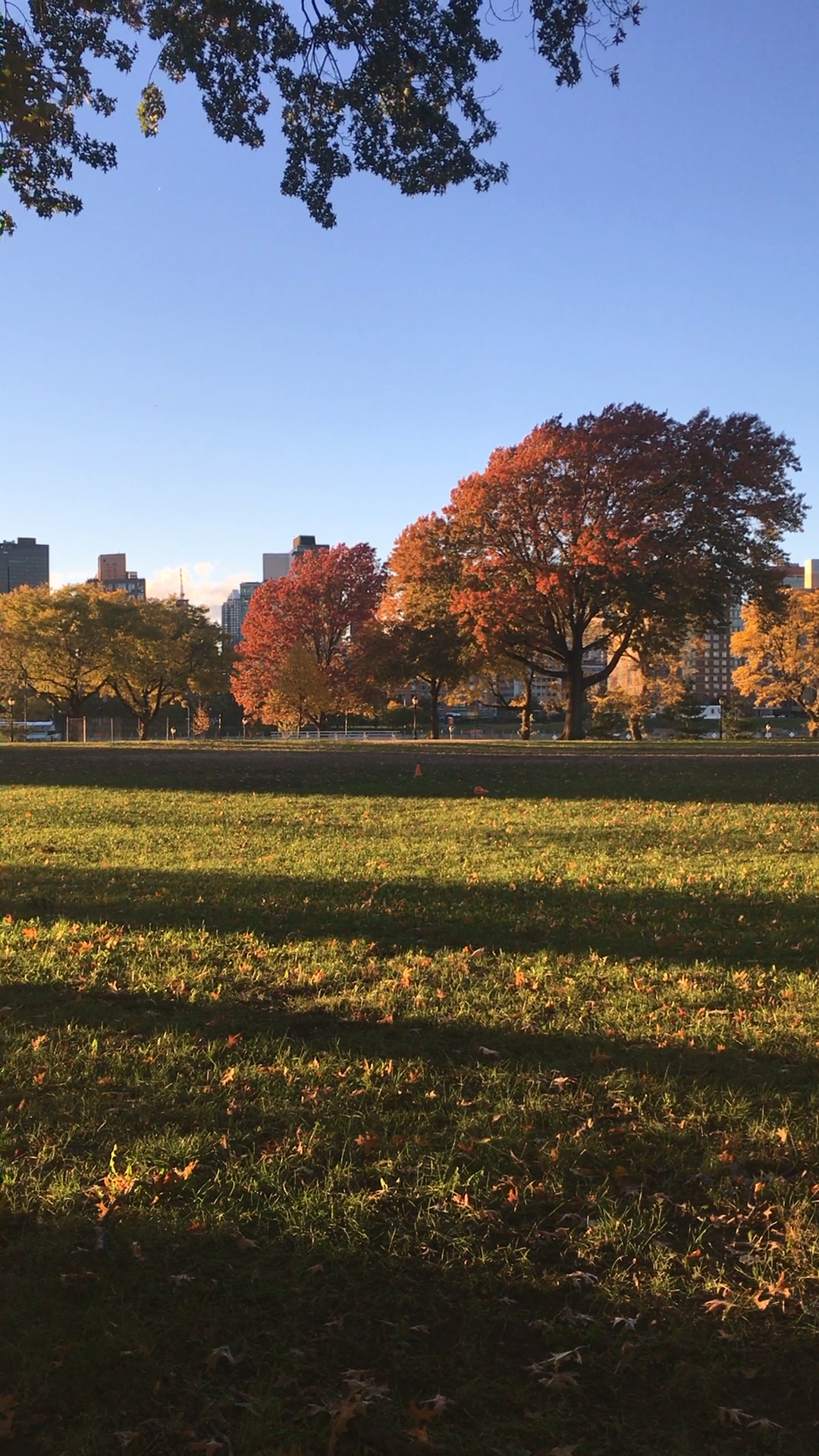 纽约queensboro的河滨公园,一排秋色