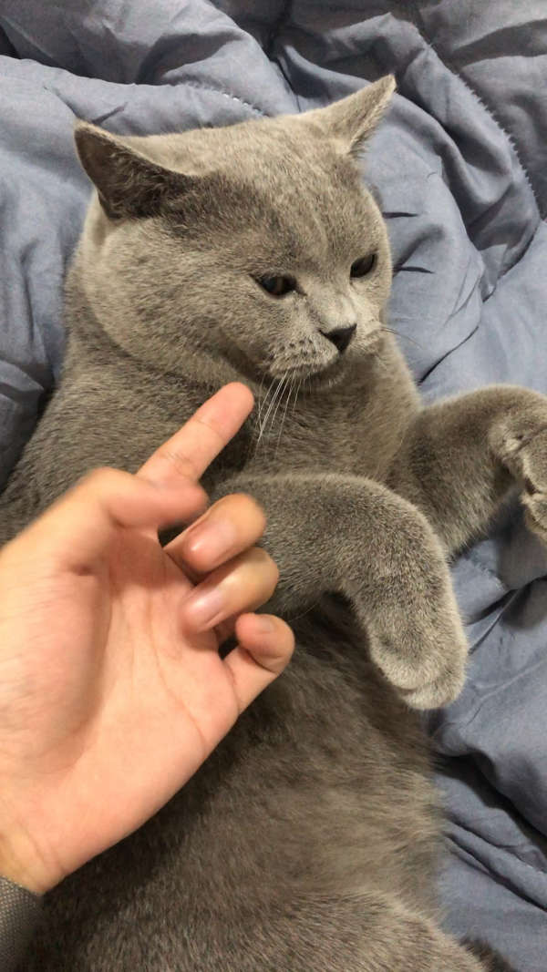 对于这么凶的蓝猫 我只想……我只想