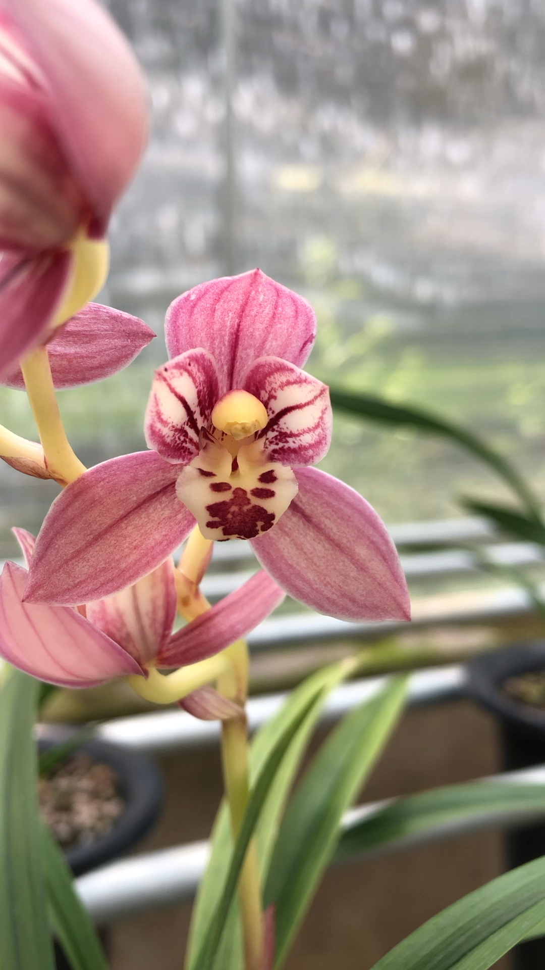 建兰红玉 开品超美