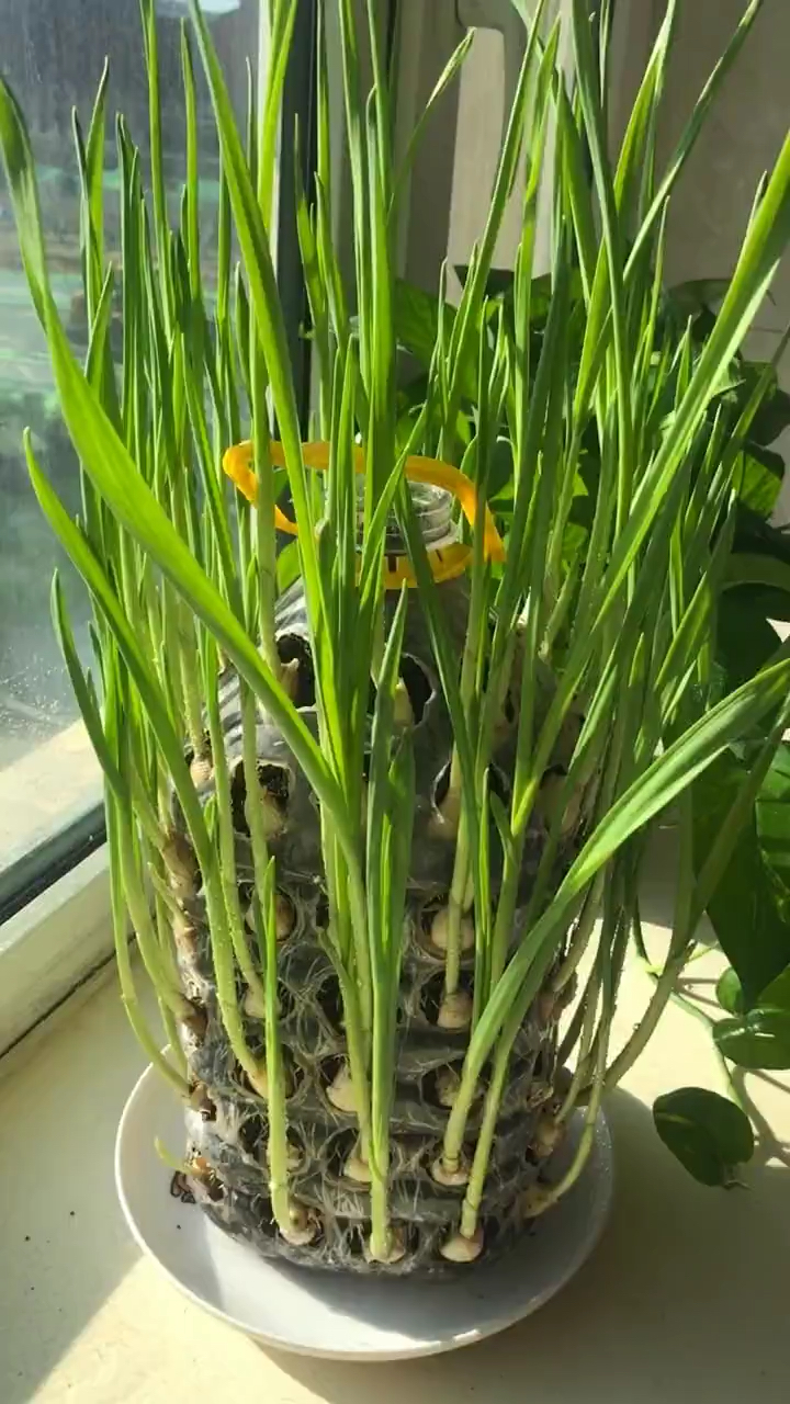 油桶种大蒜第8天@{uid:1502349662339070,nick:经纪�