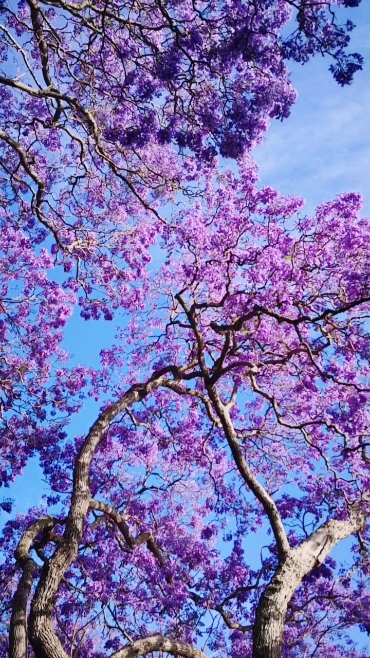 悉尼变身紫色仙境