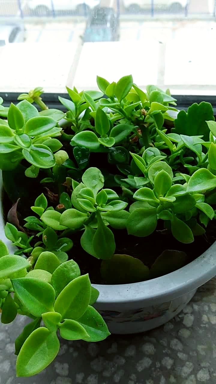 牡丹吊兰,也叫穿心莲,这盆花叶子已经被同事吃掉了,现在是刚发出的