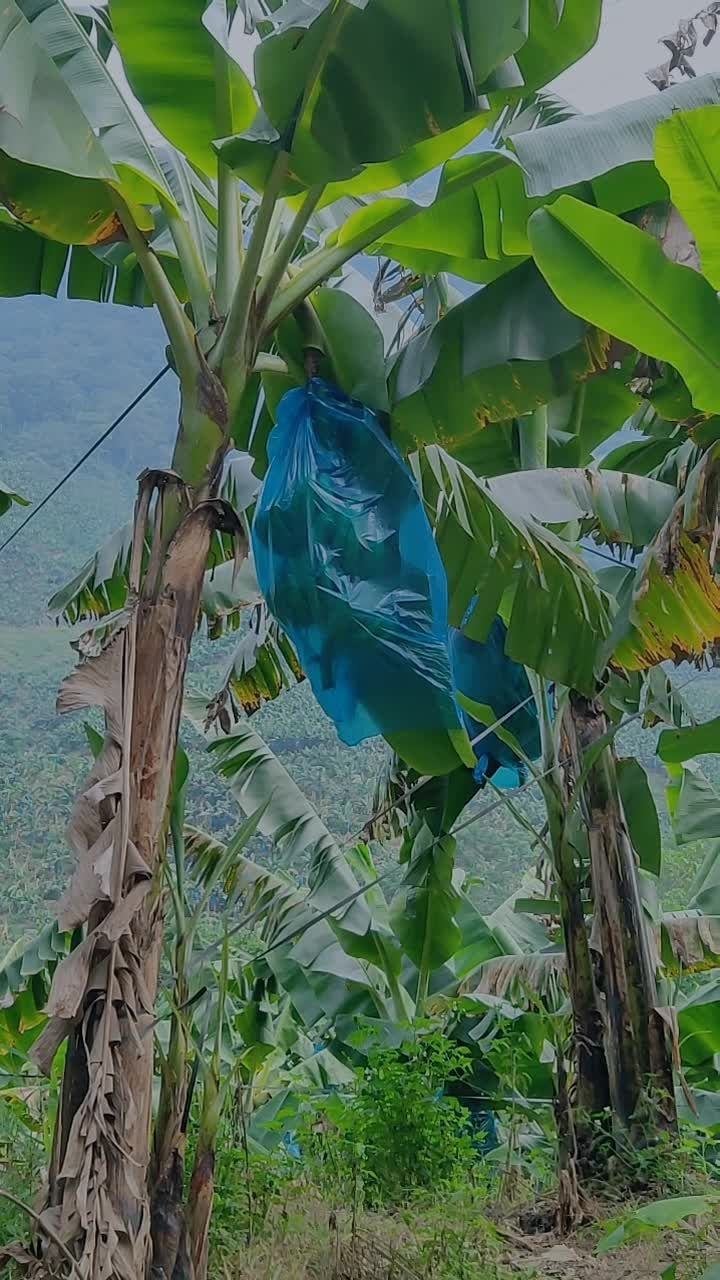 漫山遍野的香蕉