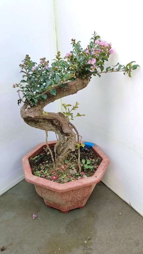 虞姬紫薇盆景老桩
