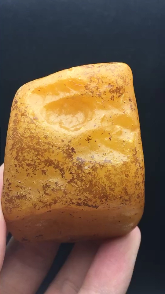 千万年前的树脂化石7815