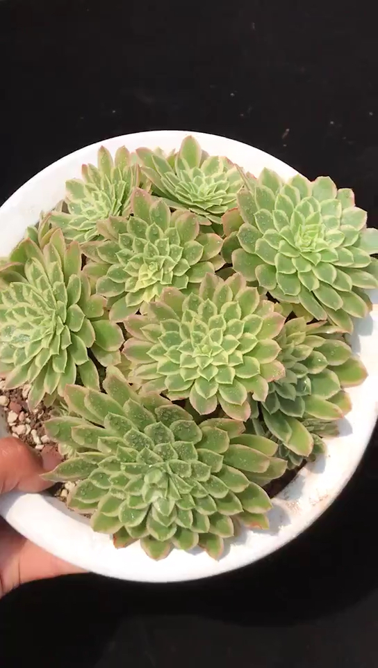 多肉植物 翡翠冰 喜欢吗 93