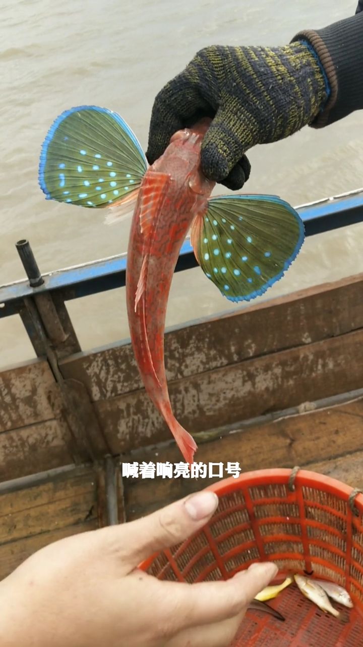 长翅膀的鱼,有知道名字的吗?