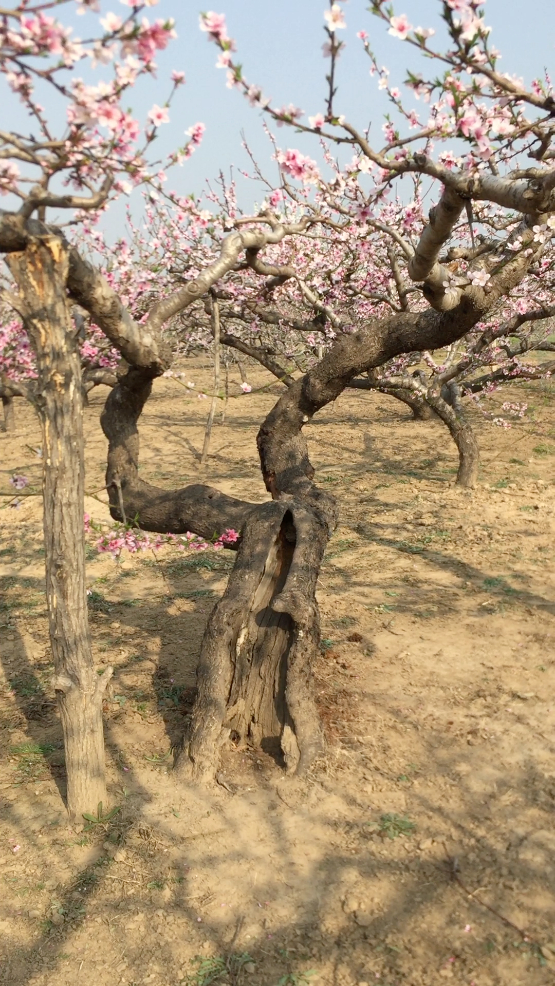 桃坚强!树干都空了,还开这么多桃花