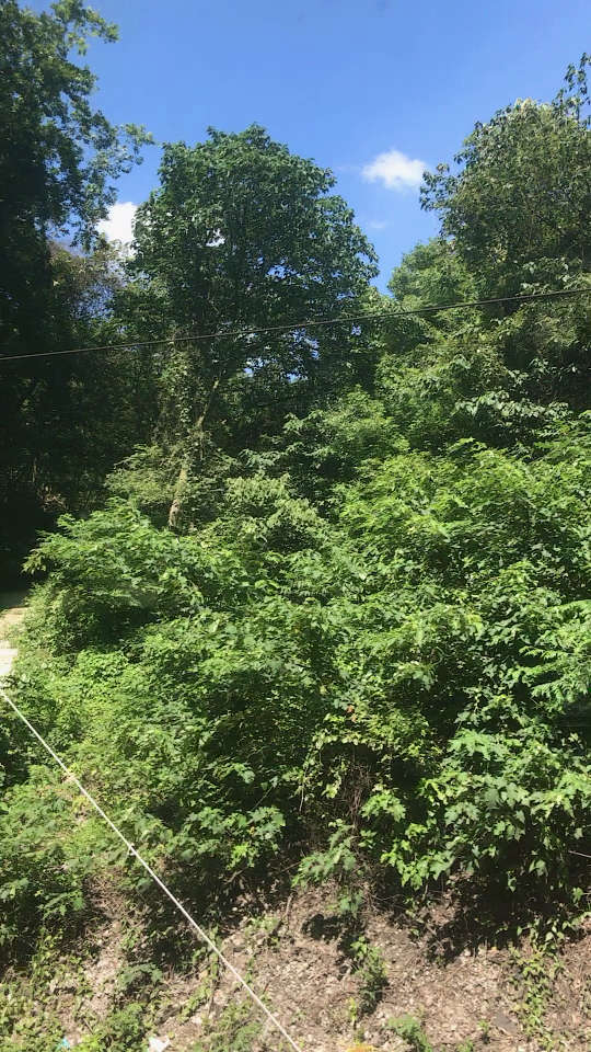 看的绿盈盈的树和草 蓝蓝天 白白的云 让我觉得心情舒畅 美好的一