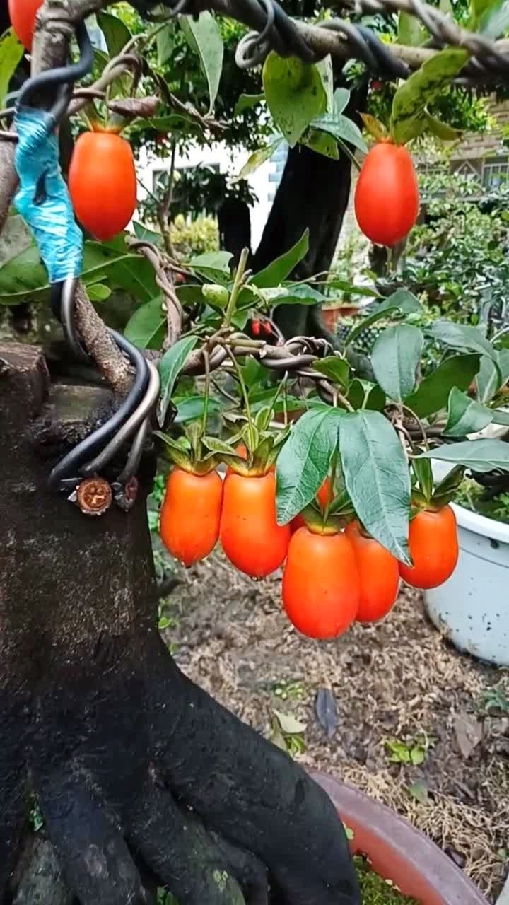 嫁接花生果金弹子