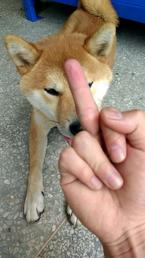对柴犬竖中指,这货看到不看我一眼,好尴尬啊
