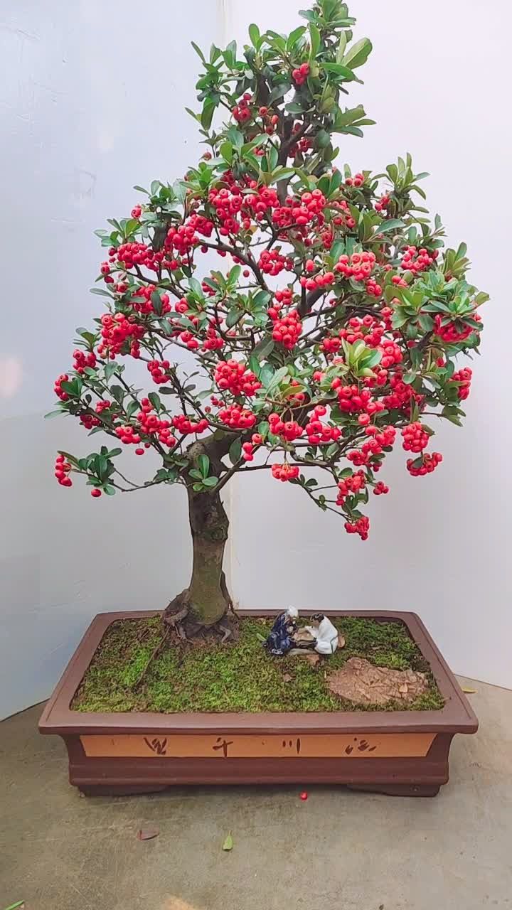 吉祥果  火棘盆景