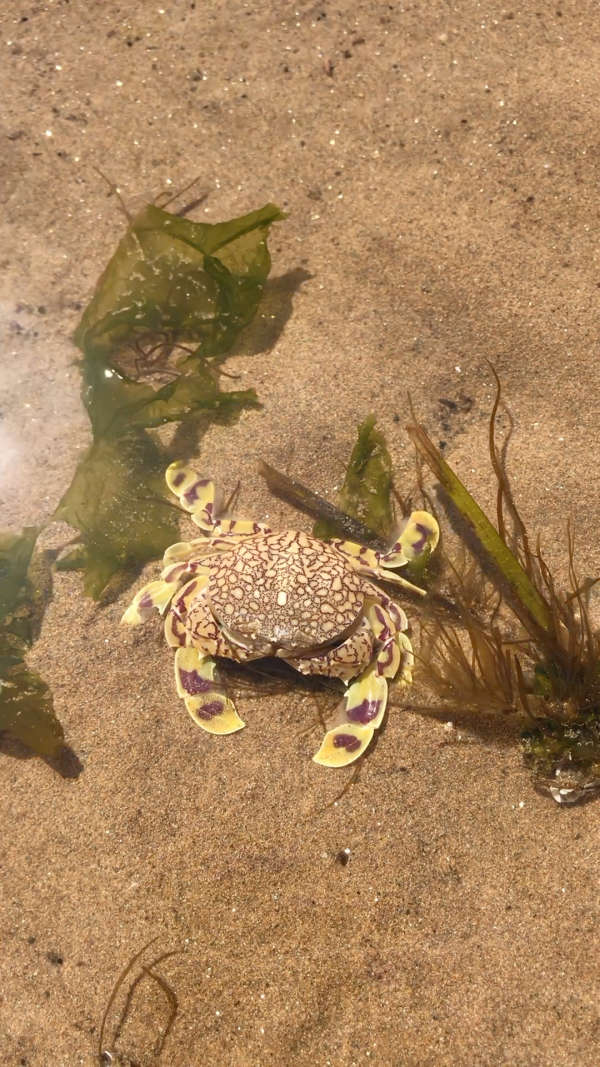赶海发现小花蟹!