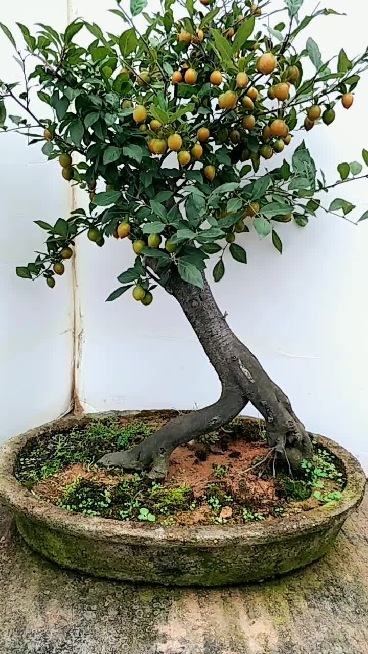 老鸭柿老桩  满头果子  喜欢的盆友关注我谢谢