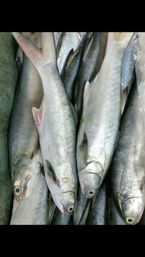 [玫瑰][爱心][拥抱]小午鱼 一斤2-3条