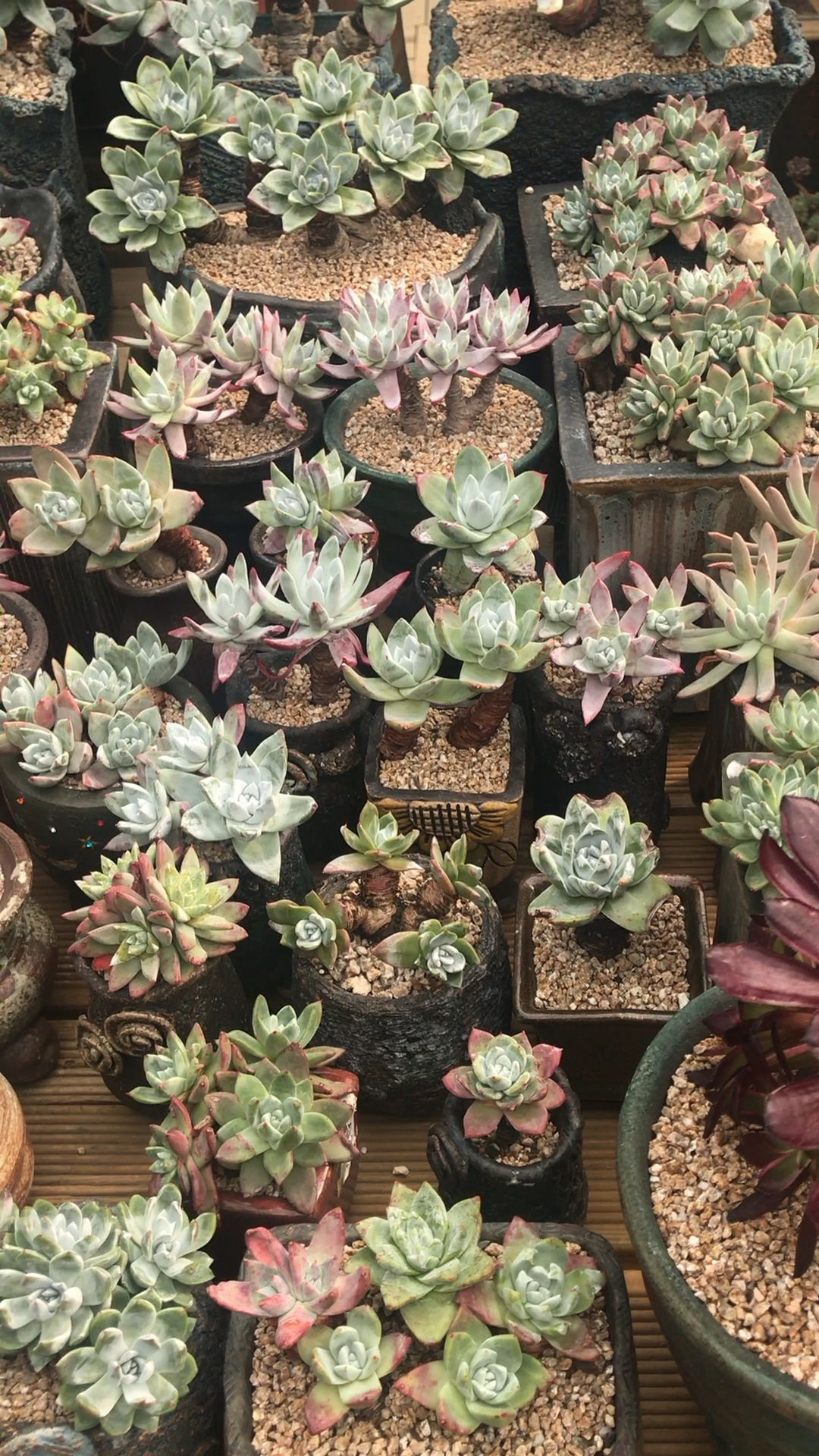 仙女山0269♀15 仙女杯 苹果叶多肉植物欣赏