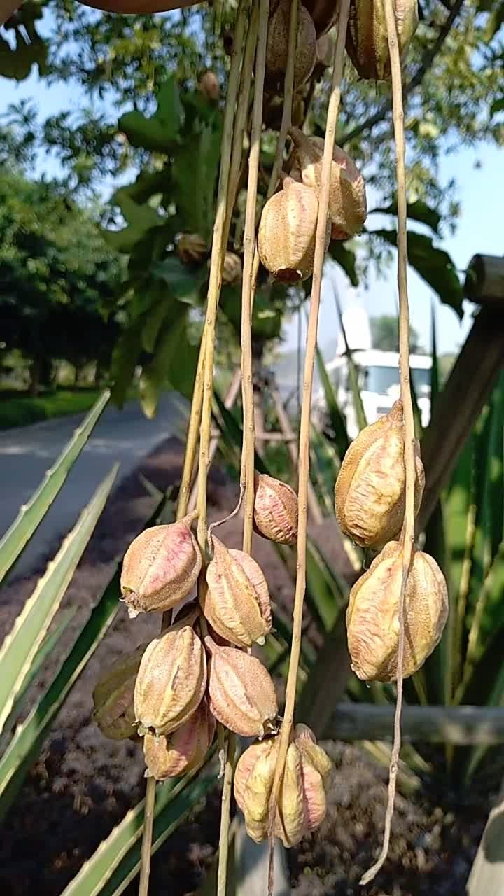 红花玉蕊,果子吊在树上,一晃一晃.