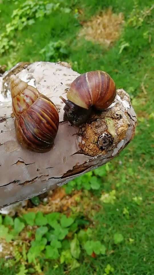 蜗牛软体出壳过程.