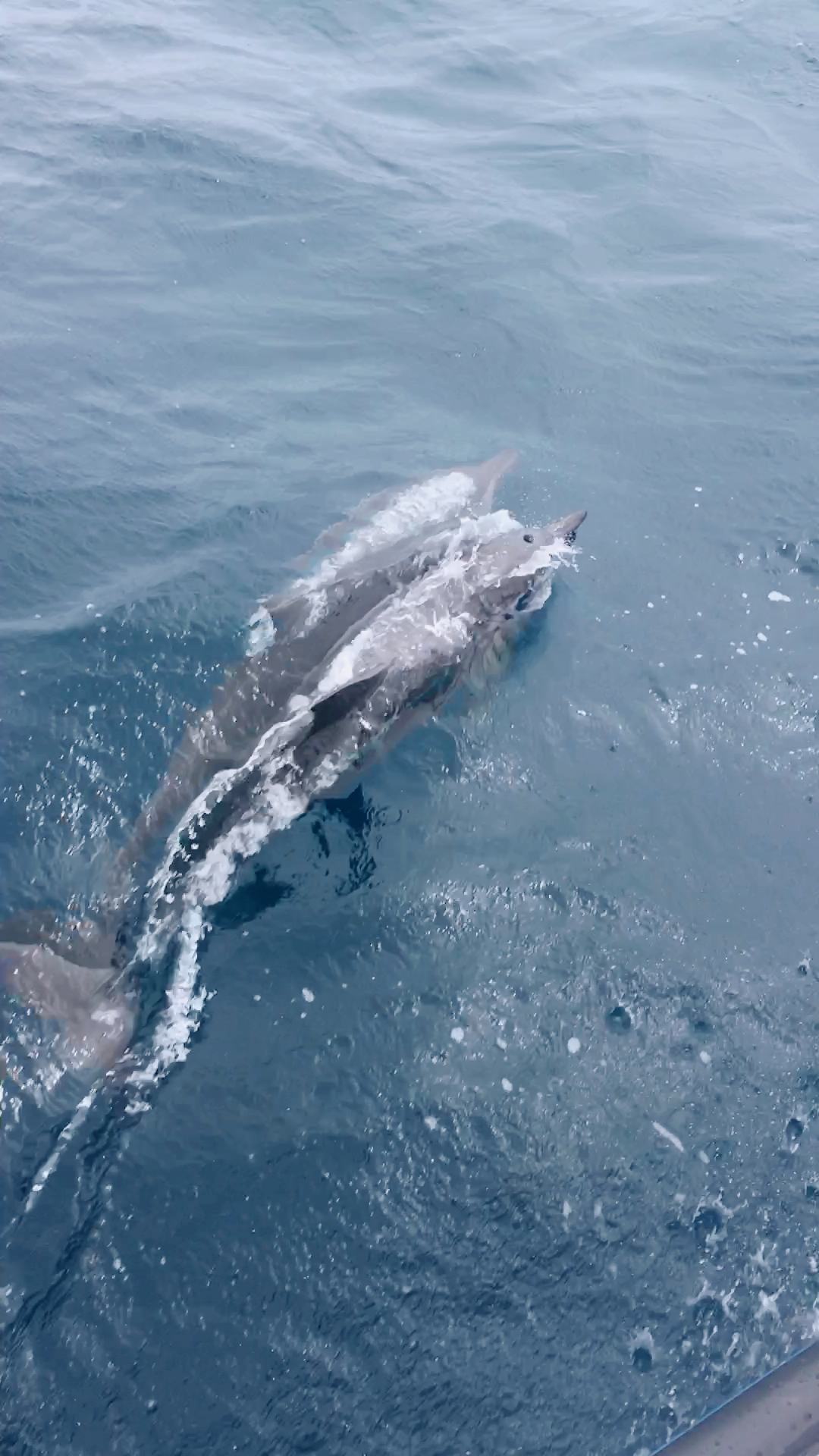 海豚喜欢掌声,鼓掌他才会出现哦@{uid:1502349662339070,nick:�%