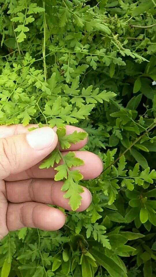 这是药材海金沙,结石最怕它!