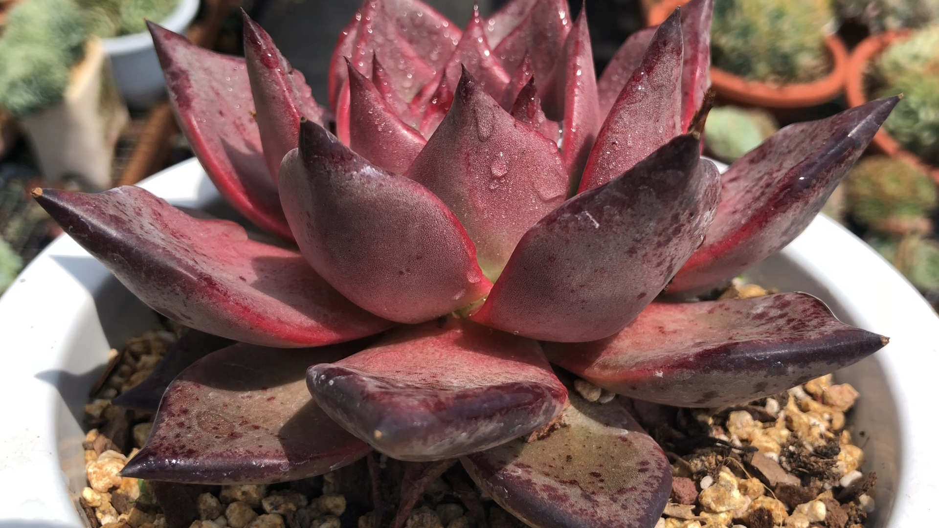 多肉#极品血罗 展幅约13cm 16892