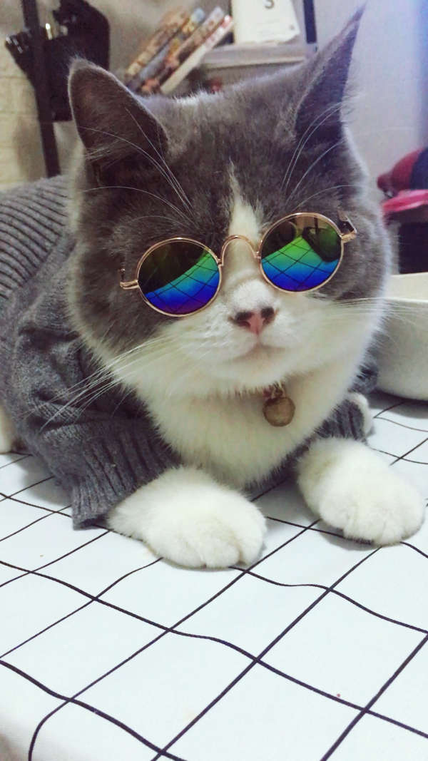 我们猫星人就是这么拽