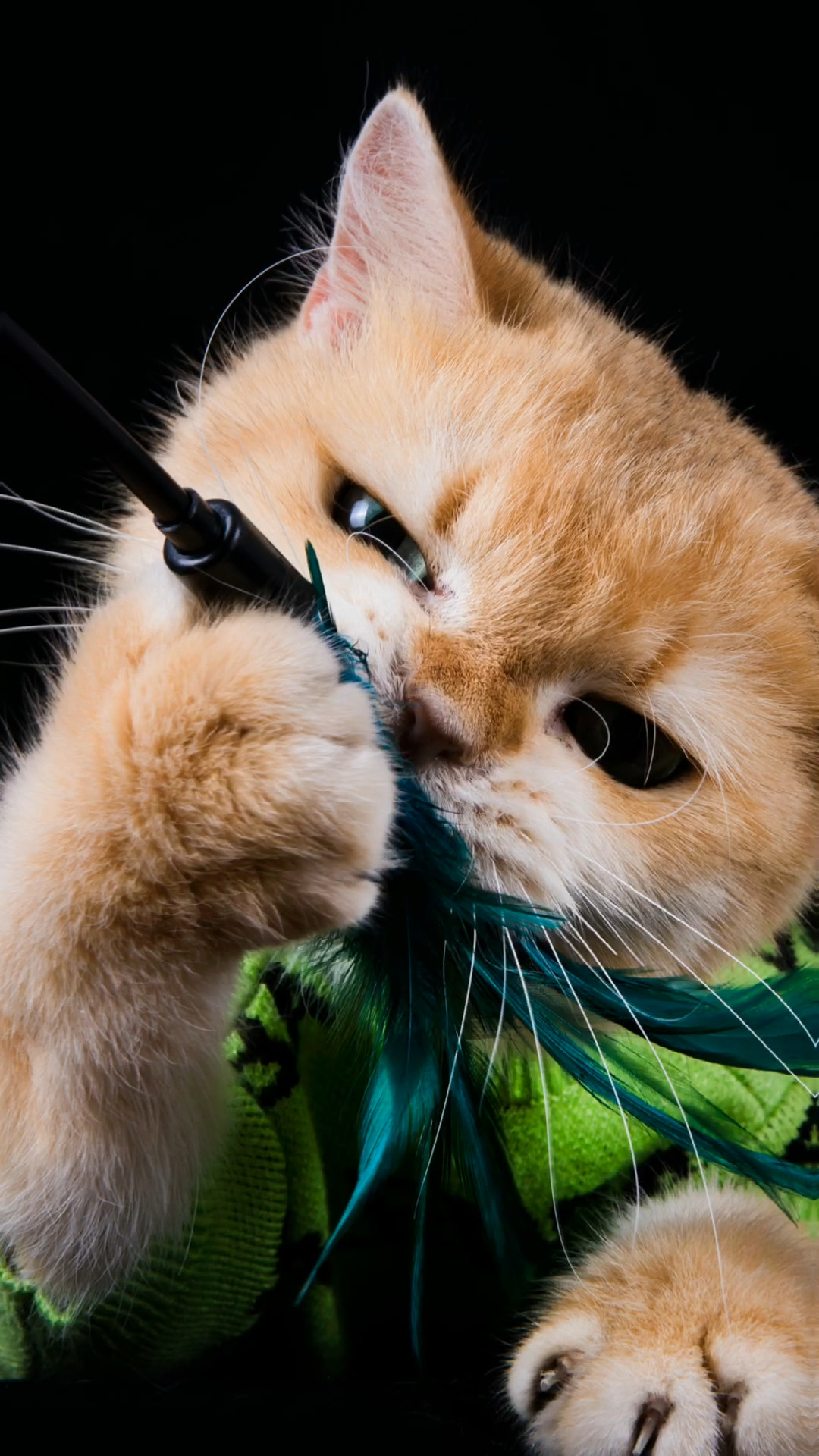 发一个我家猫咪写真的大合集超燃超可爱#萌宠 #萌宠写真