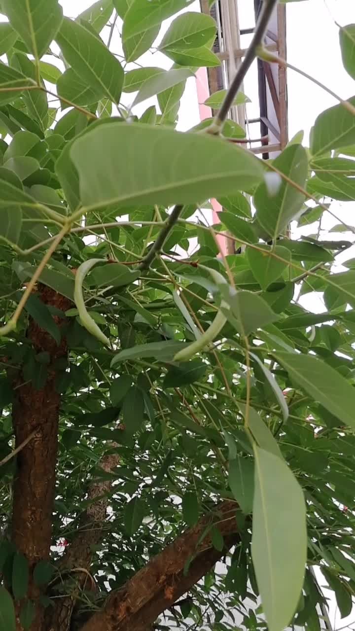 树上长的四季豆第一次看见吗