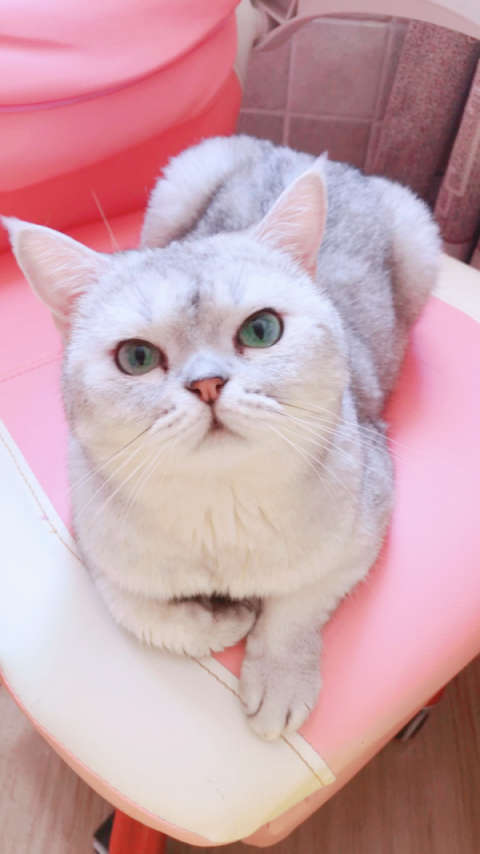 精品绿眼圆脸英短银渐层,自家繁殖.