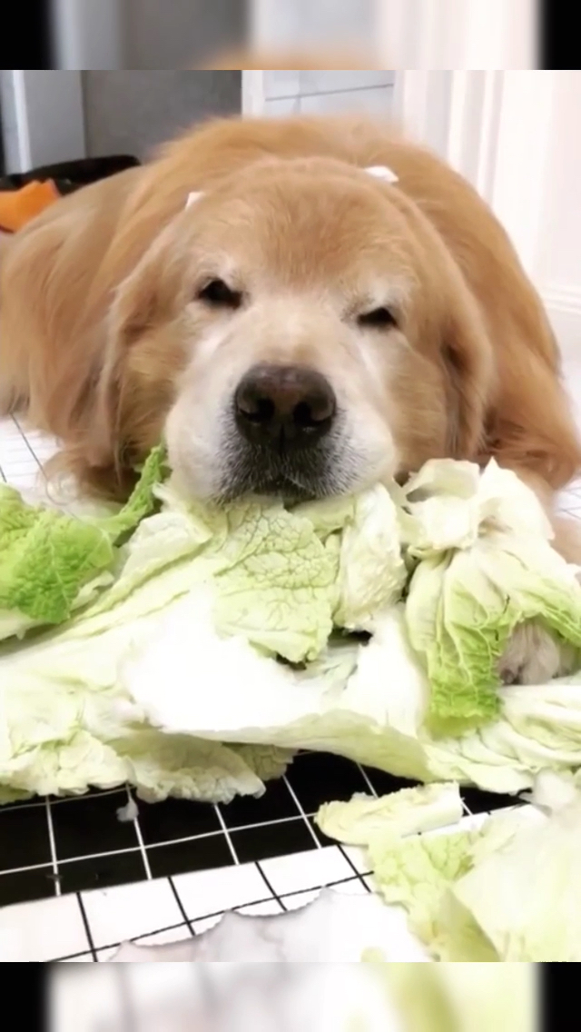 佛系狗狗98最爱吃的是白菜0909